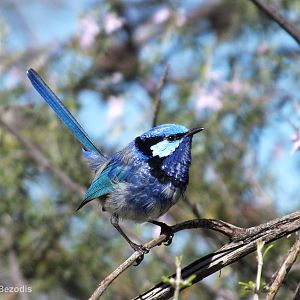 Splendid Fairy Wren