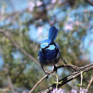 Splendid Fairy Wren