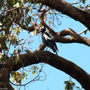 Australian Magpie