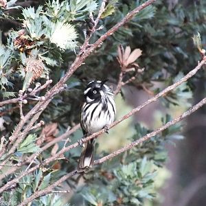 New Holland Honeyeater
