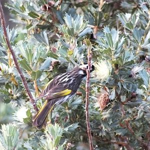 New Holland Honeyeater