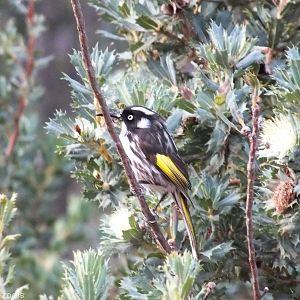 New Holland Honeyeater
