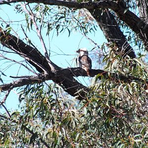 Laughing Kookaburra