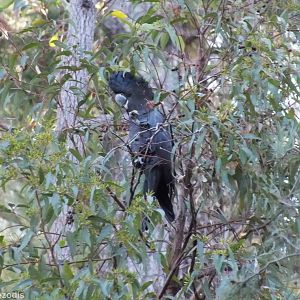 Red-tailed Black Cockatoo