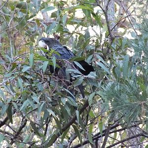 Red-tailed Black Cockatoo