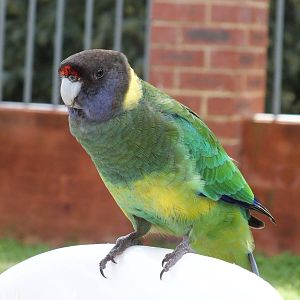 Australian Ringneck