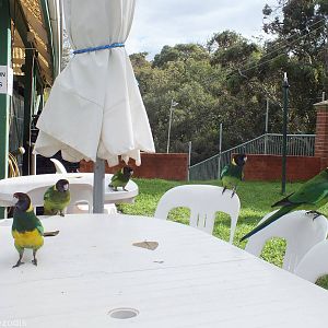 Australian Ringnecks