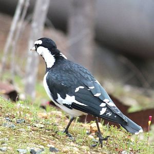 Male Magpie-lark