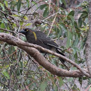 Grey Currawong