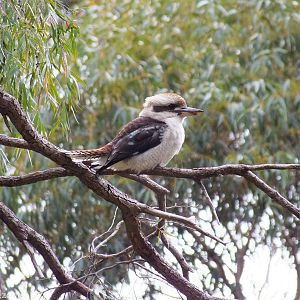 Laughing Kookaburra