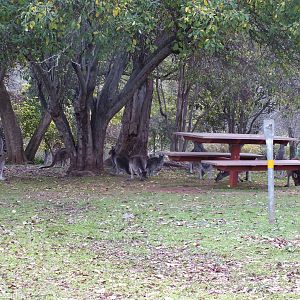 Western Grey Kangaroos