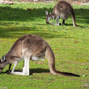 Western Grey Kangaroos