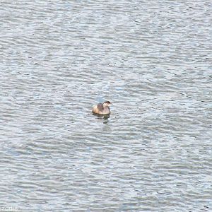 Australasian Little Grebe