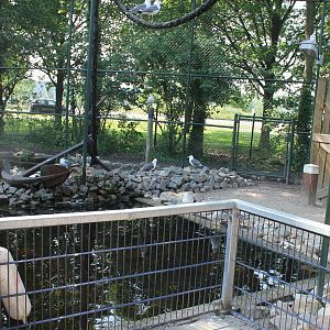 New Gull walk-through aviary