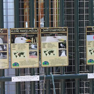 Gull ans Shellduck signs