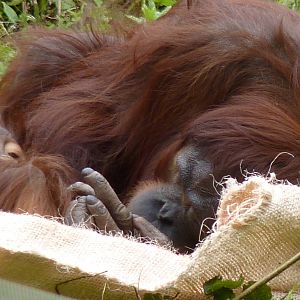 Bornean Orangutans, June 2016