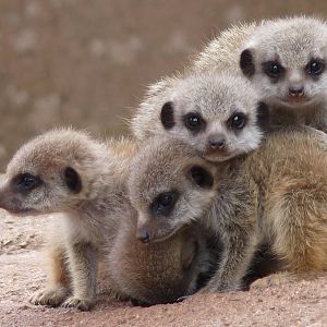 Meerkat infants, June 2016