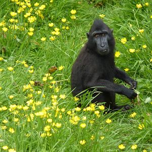 Sulawesi Crested Macaque, June 2016