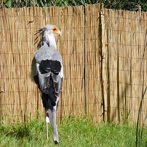 Secretary Bird, June 2016