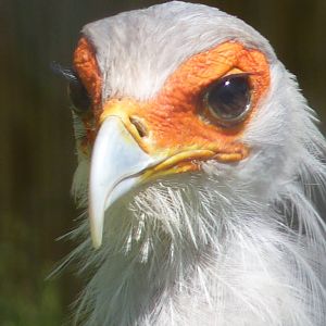 Secretary Bird, June 2016