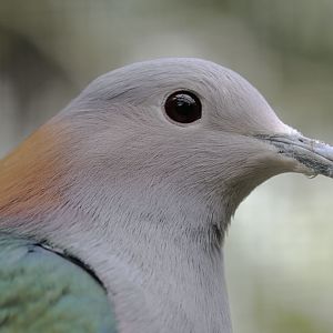Chestnut-naped imperial pigeon