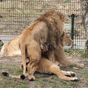 Lion-mating ---> the start