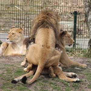 Lion-mating ---> the act