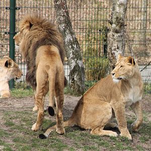 Lion-mating ---> finished