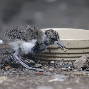 Southern lapwing chick