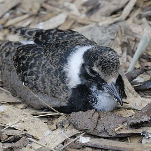 Blacksmith plover chick