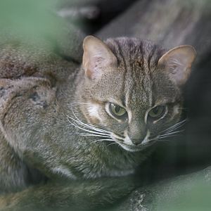 Sri Lankan rusty-spotted cat