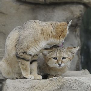 Arabian sand cats