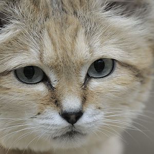 Arabian sand cat