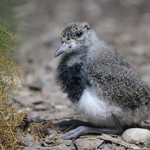 Southern lapwing chick