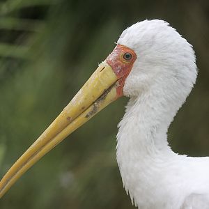 Yellow-billed stork