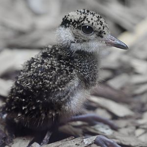 Crowned plover chick