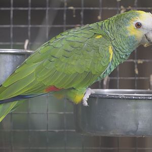 Yellow-shouldered amazon