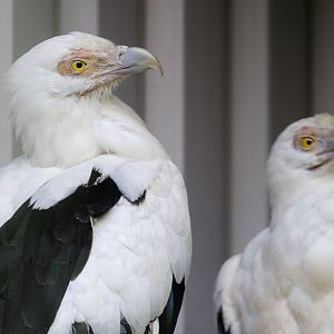 Palm nut vulture pair