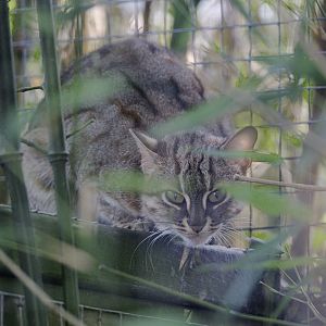 Sri Lankan rusty-spotted cat