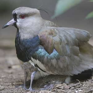 Southern lapwing with 4 legs