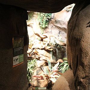 Enclosure Green tree python