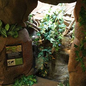 Enclosure Knight anole