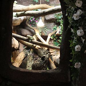Enclosure Prehensive-tailed skink