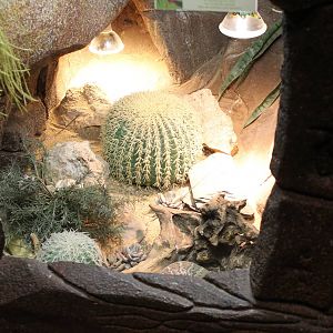 Enclosure Western diamondback rattlesnake