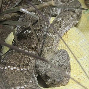 Western diamondback rattlesnake