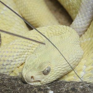 Western diamondback rattlesnake