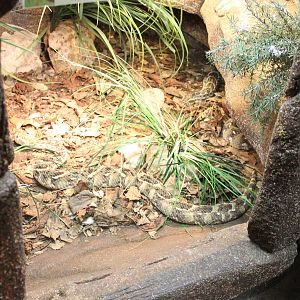Enclosure Puff adder