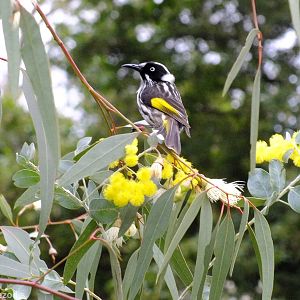 New Holland Honeyeater