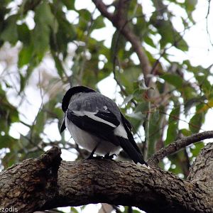 Grey Butcherbird