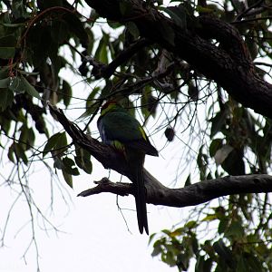 Red-capped Parrot